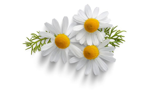 Chamomile