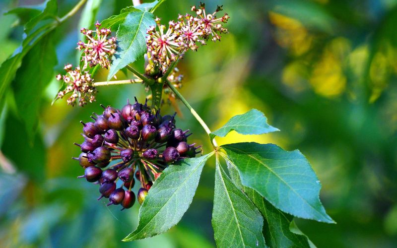 Eleuthero  Siberian Ginseng