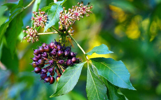 Eleuthero Siberian Ginseng