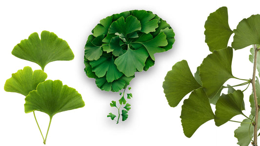 Ginkgo Biloba and Brain Health
