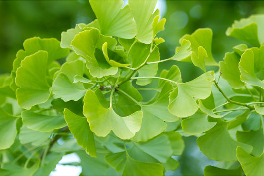 Ginkgo Biloba Tea