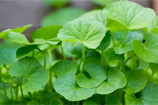 Gotu Kola Tea