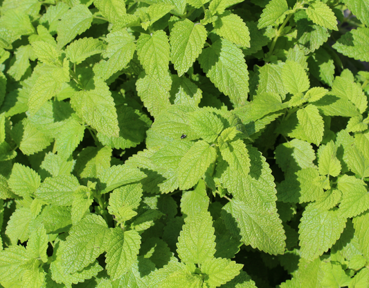 Lemon Balm