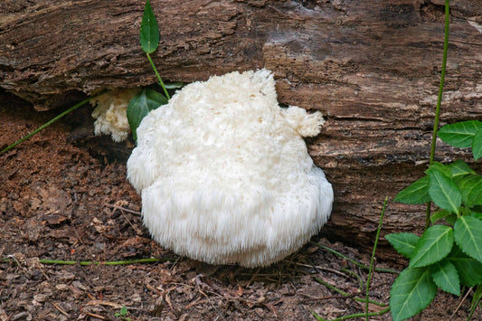 Lion’s Mane Mushroom Benefits