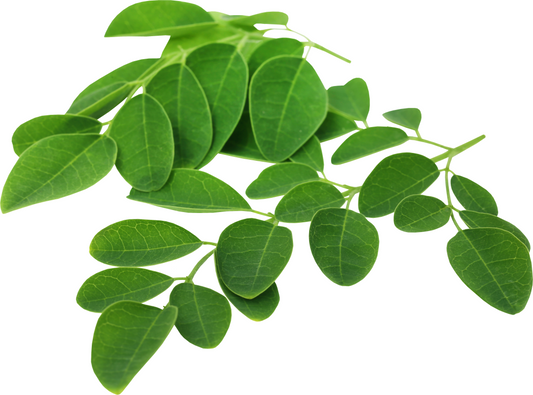 Top 5 Benefits of Moringa