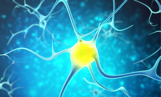 Neuroplasticity