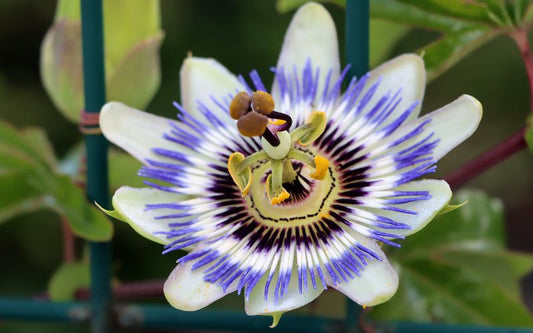 Passionflower
