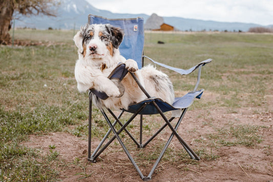 7 Mental And Health Benefits Of Pets