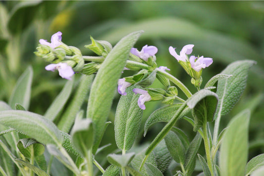 Sage Tea