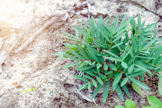 Tongkat Ali Eurycoma longifolia Tea