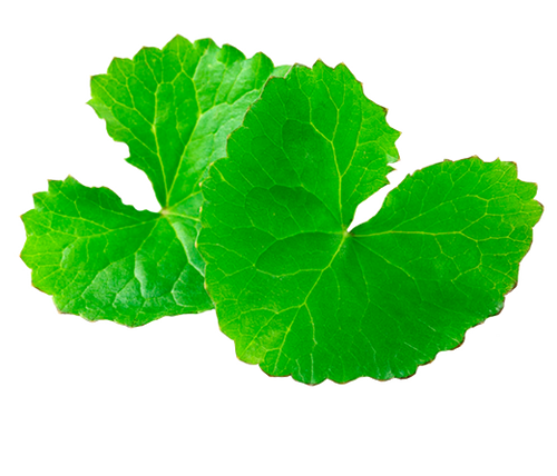 GOTU KOLA