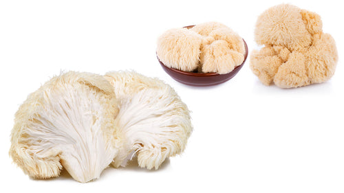 LION’S MANE MUSHROOM