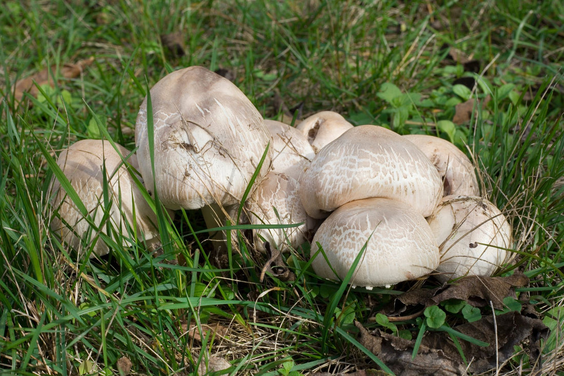 Agaricus Bisporus Mushrooms Tea