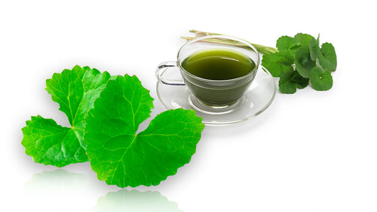 Gotu Kola and Brain Health