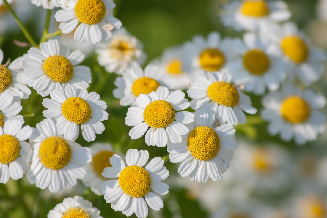 Feverfew Tea Benefits