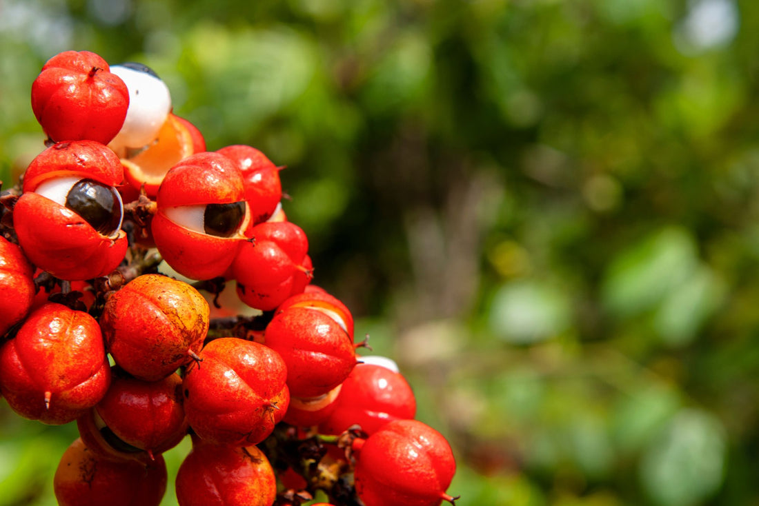 Guarana Tea Benefits