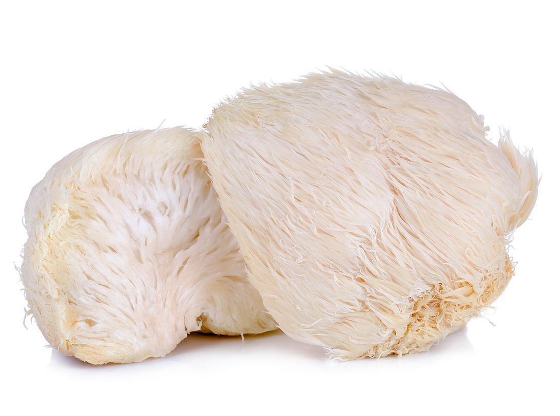 Lion's Mane Mushroom Tea