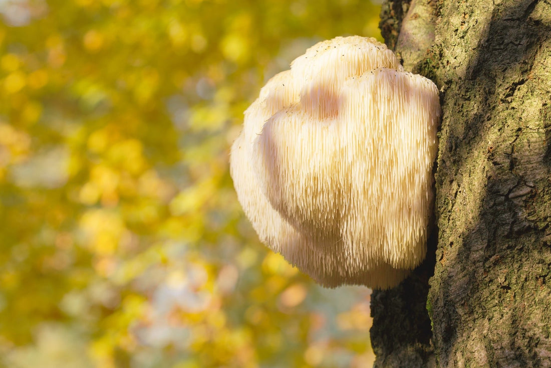 Lion’s Mane Mushroom Tea