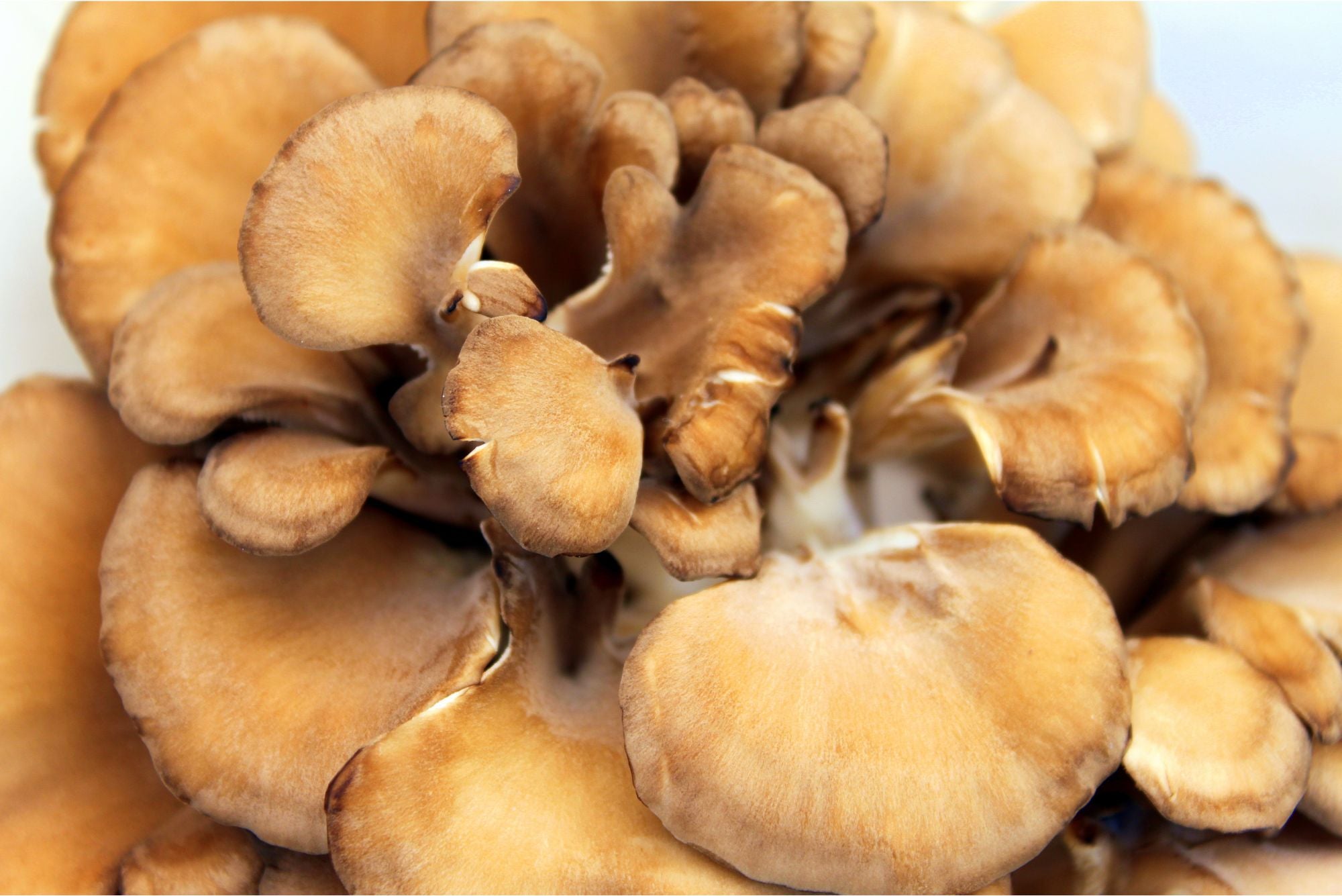 Maitake Mushroom Benefits