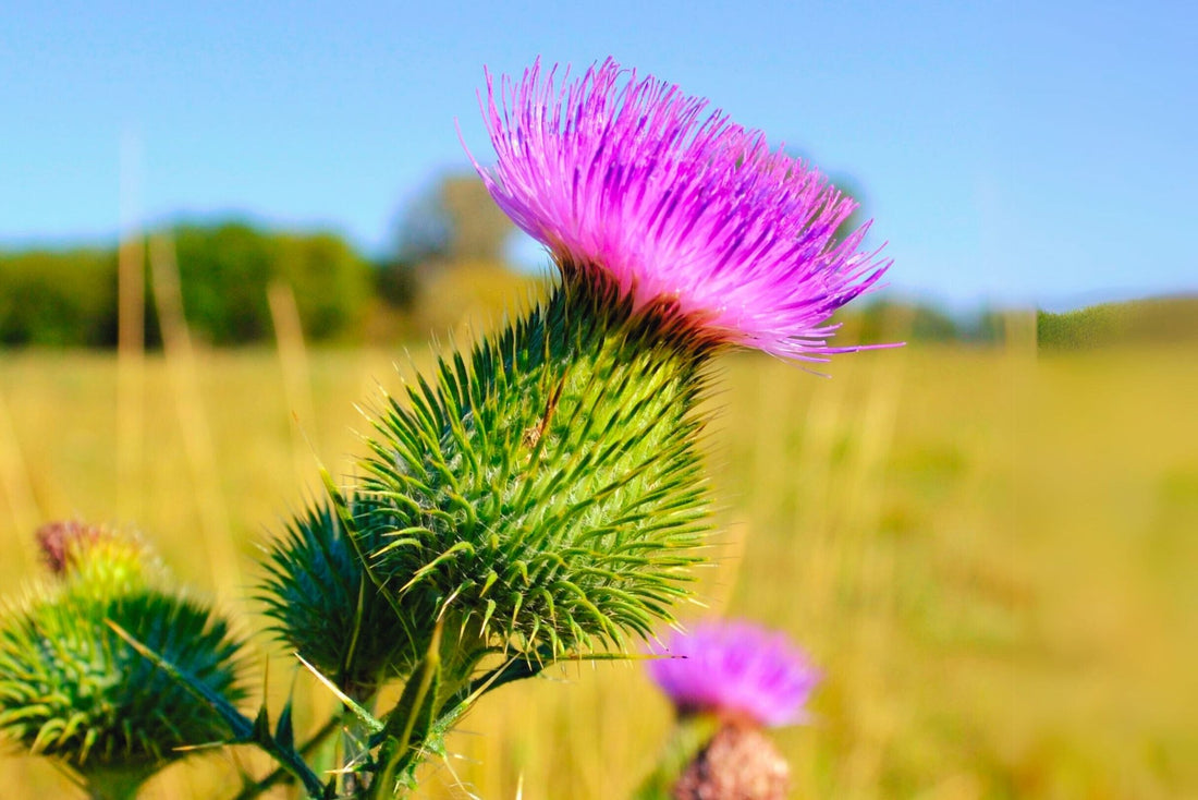 Milk Thistle Tea