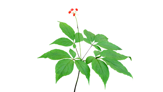 Panax Ginseng Adaptogenic Benefits