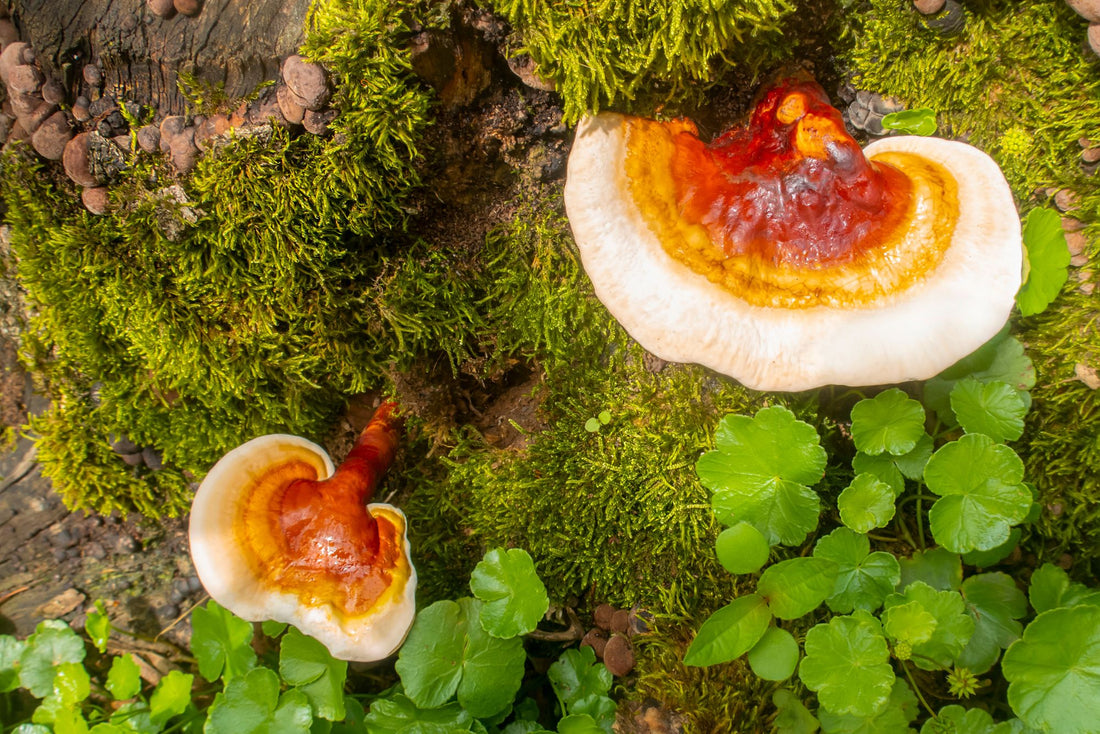 Reishi Mushroom Tea