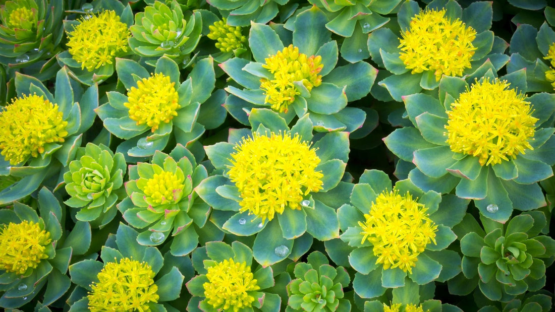 Rhodiola Rosea Tea Benefits