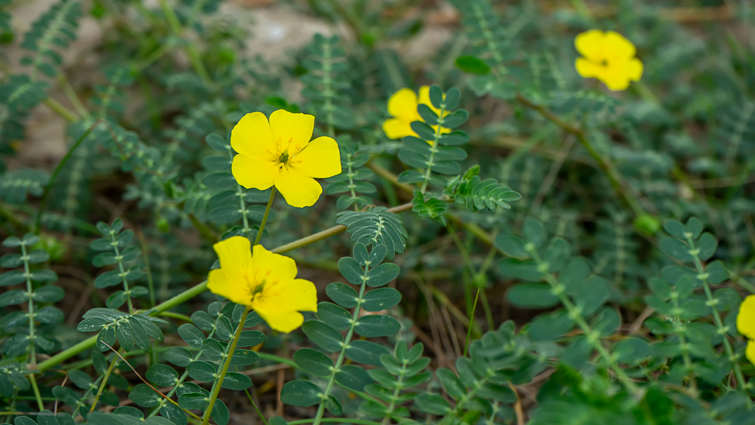 Tribulus Terrestris Tribulus Terrestris