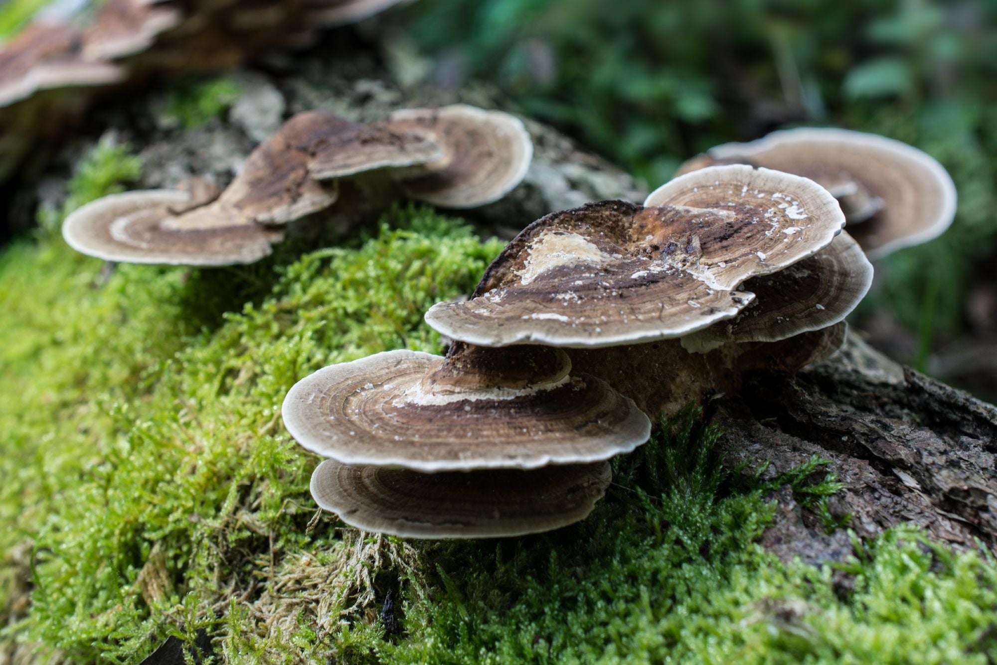 Turkey Tail Mushroom Benefits Coriolus versicolor Benefits