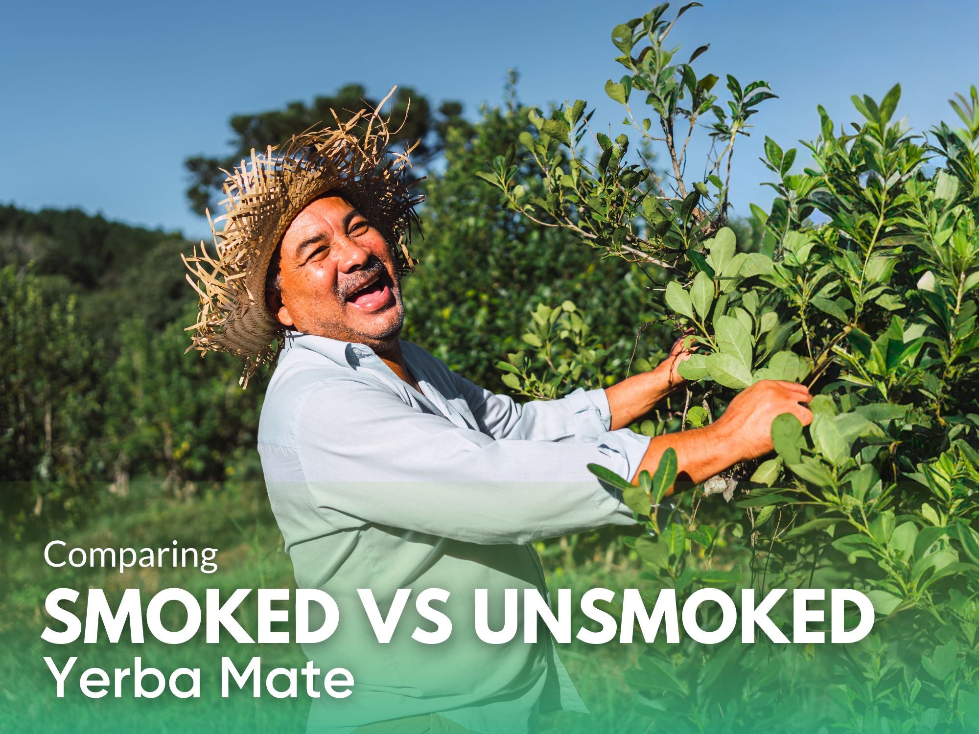 Comparing Smoked and Unsmoked Yerba Mate