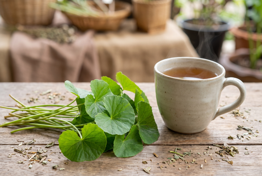 Gotu Kola and Brain Health