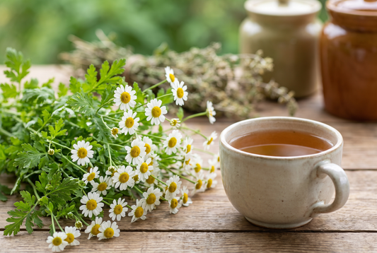 Feverfew Tea Benefits