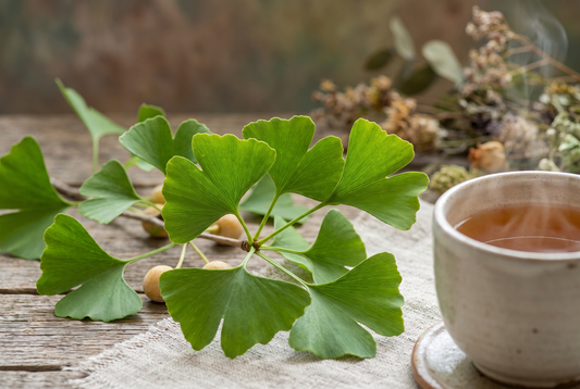 Ginkgo Biloba and Brain Health