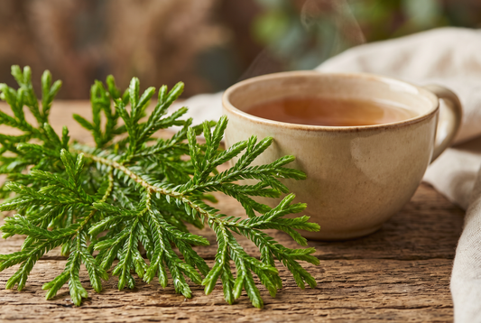 6 Ways Huperzine A Boosts Brain Health