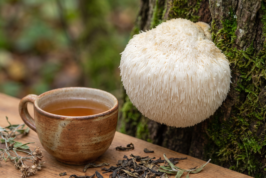 Lion’s Mane Mushroom Benefits