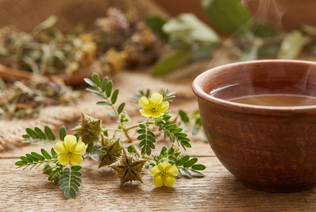 6 Tribulus Terrestris Benefits To Know About