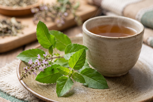 Tulsi Holy Basil Benefits For The Brain And Body