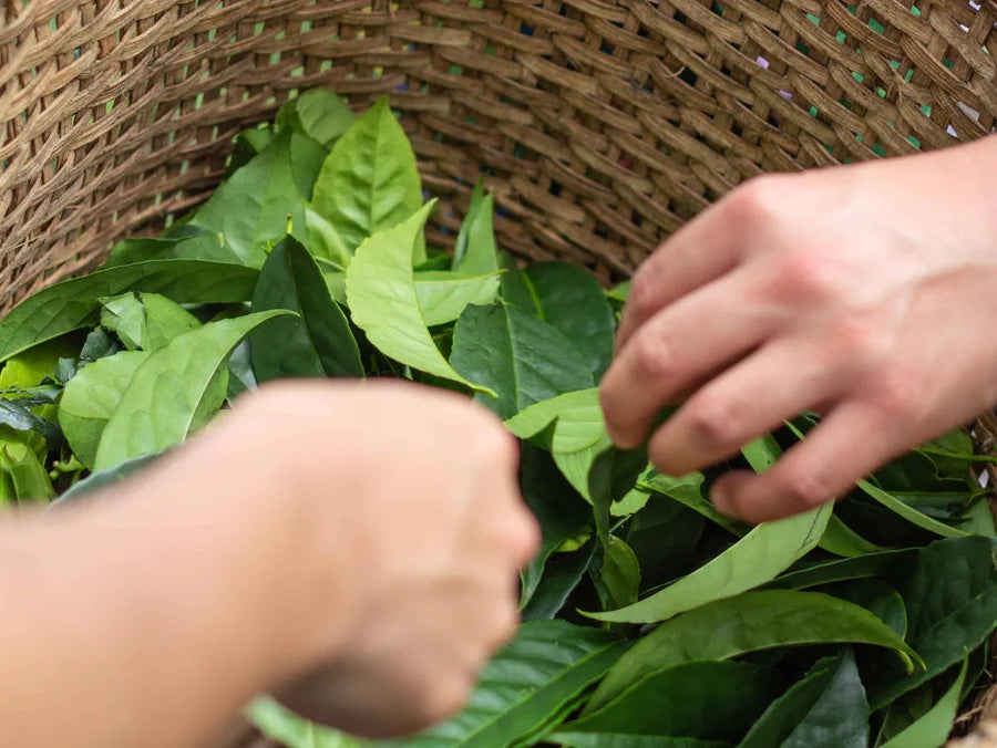 Guayusa Tea Benefits Brain Tea