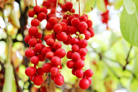 Schisandra Tea Benefits