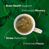Thumbnail for Brain Tea Focus & Memory